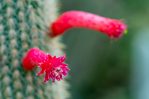 Close up of red flowers of a hedgehog (Echinopsis) cactus blooming in a garden in California
