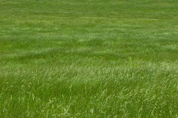 Green Field - fotografia de stock