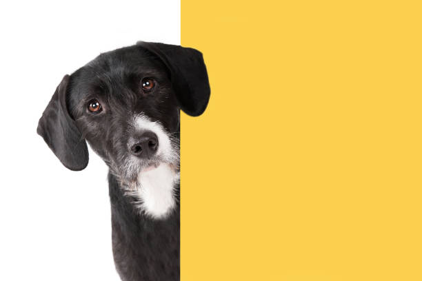 Black dog looking around the corner of an yellow empty board with space for copy stock photo