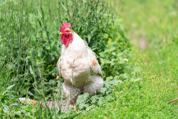 istock cute rooster crowing on the farm.. 1411054108