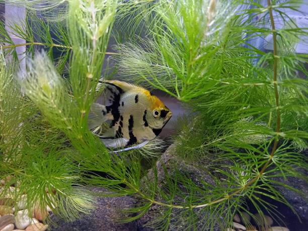 istock fish in the aquarium 1411055783