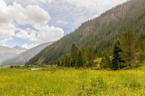 istock Wildflowers meadow in Colorado 1411057233