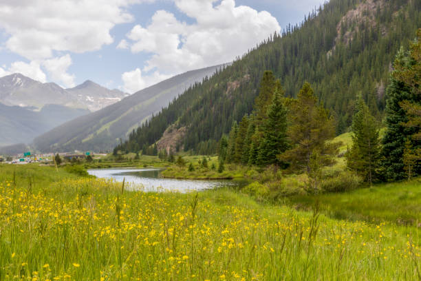 istock Wildflowers meadow in Colorado 1411057235