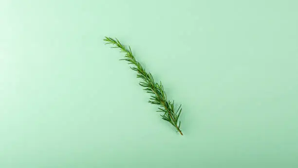 Rosemary branch on a green background in the style of minimalism.