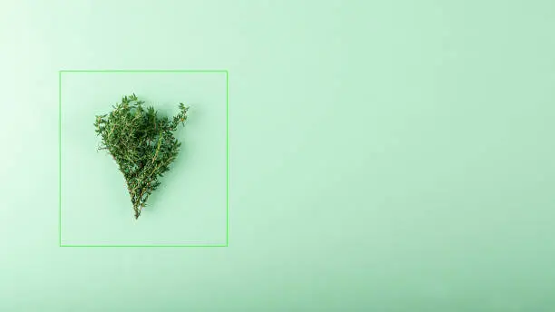 bunch of thyme on a green background in a minimalist style.