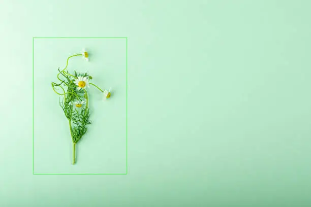 Fresh chamomile branch on a green background in a minimalist style.