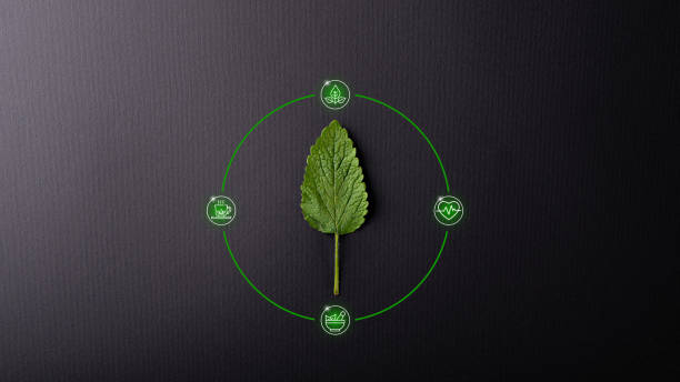 istock Lemon balm leaf centered on a black background with icons around it 1411060606