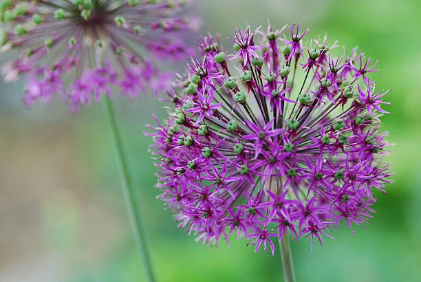 istock round purple flower 141106117