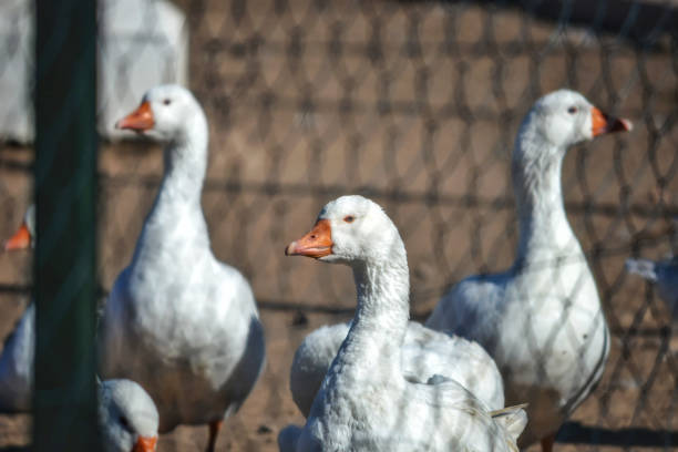 istock Four geese together on a farm 1411061409