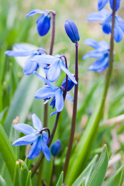 istock Blue beautiful Scilla flowers on a green background. 1411061990
