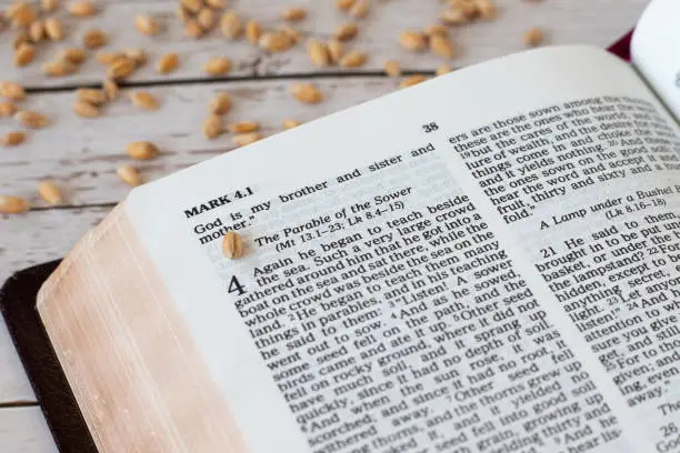 Wheat seed on an open Holy Bible Book with many grains in the background. The parable of the sower, Jesus Christ's teaching of bearing spiritual fruit. Christian biblical concept, a closeup.