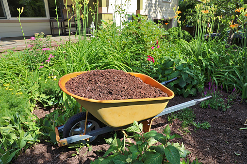 Wheelbarrow filled with mulch and front yard garden