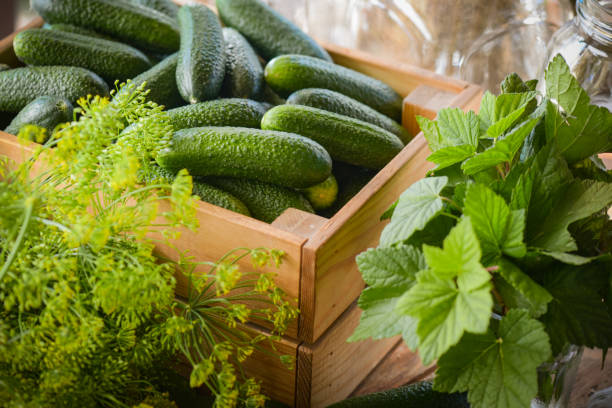 Homemade marinated or pickled cucumbers