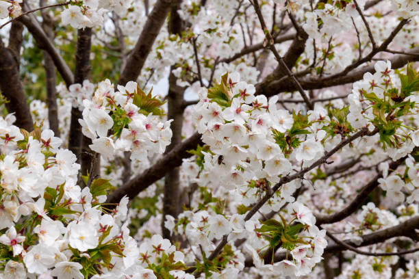 istock Sakura, cherry blossom in the spring season in the park. 1411065491