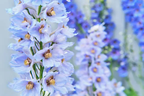 Blooming ornamental plant Larkspur or Delphinium in garden. Close-up. Floral background.