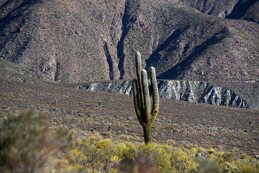 Landscape of cacti, mountain and dry grassland