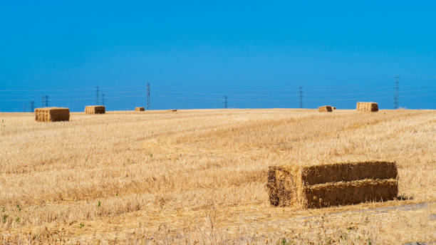 istock Electric towers in the cultivated field 1411070921