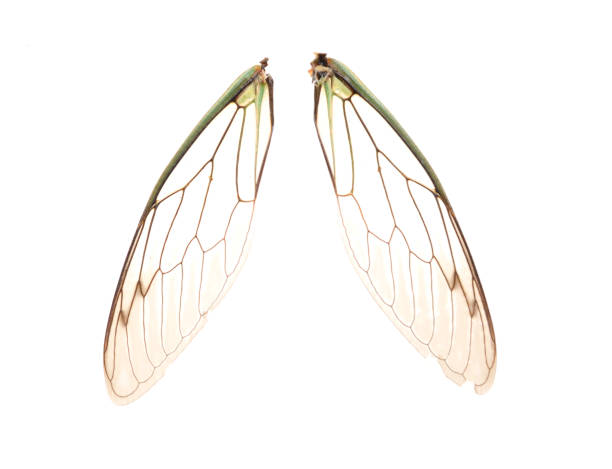 istock Two wings of cicada 1411070971