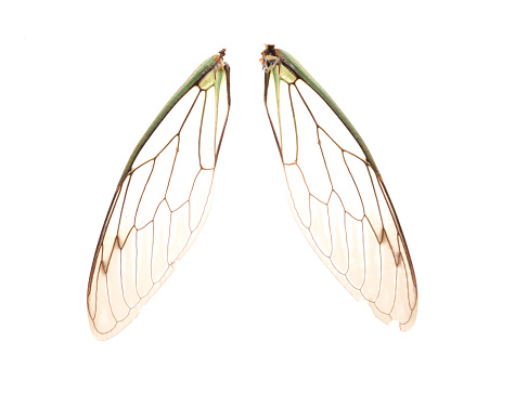 Two wings of cicada isolate white