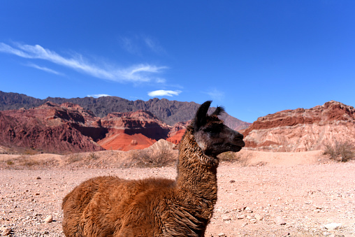 Reddish mountain landscape with animal