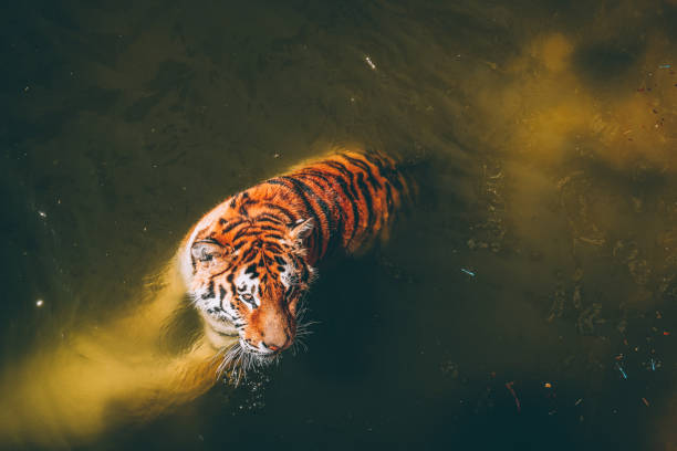 istock Tiger swimming in water 1411071352