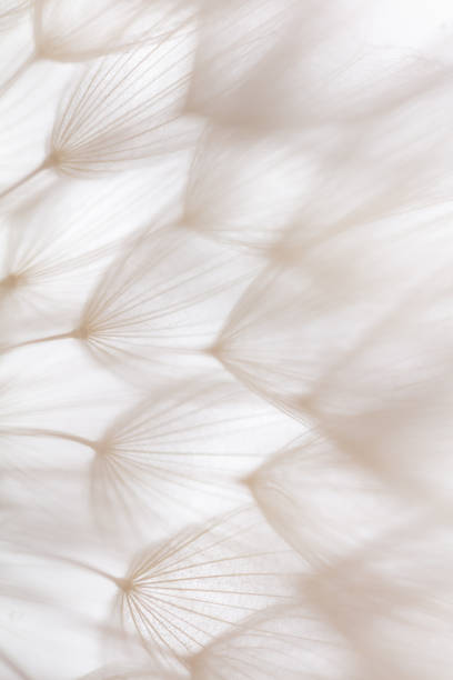 istock Abstract dandelion macro flower background. Seed macro closeup. Soft focus 1411073041