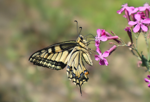 Yellow butterfly swallowtail sits on a flower in a meadow