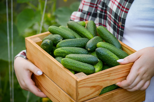 young woman harvesting cucumbers in a greenhouse