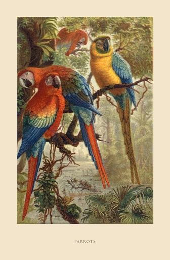 Parrot, Bird, Antique American Engraving: Natural History, 1885. Source: Original edition from my own archives. Copyright has expired on this artwork. Digitally restored.