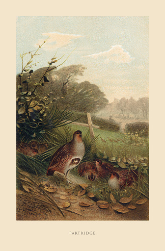 Partridge, Bird, Antique American Engraving: Natural History, 1885. Source: Original edition from my own archives. Copyright has expired on this artwork. Digitally restored.