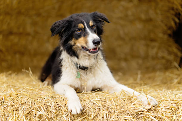 istock Sheepdog portrait on straw bales 1411074905