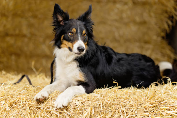 Brown, black and white sheepdog on bales of straw with peaked ears