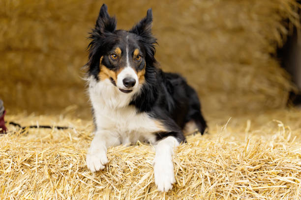 istock Sheepdog portrait on straw bales 1411074941
