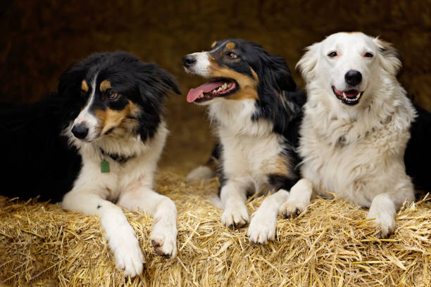 istock Three Sheepdogs portrait on straw bales 1411074981
