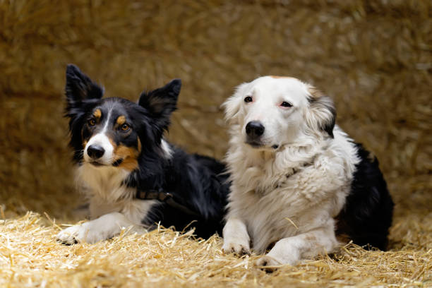 2 sheepdogs on bales of straw looking content