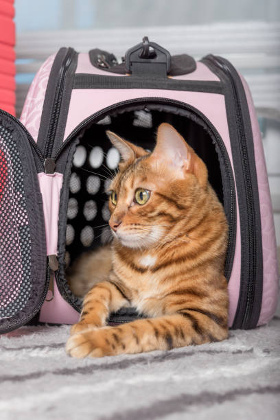 istock Bengal cat in a soft carrying bag. 1411075088