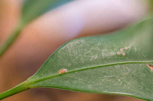 konzentrieren sie sich auf ein einzelnes schädlingsschild-insekt auf einem zimmerpflanzenblatt. - schmierläuse stock-fotos und bilder