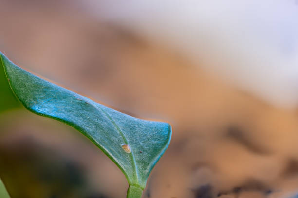 istock Focus on a single pest scale insect on an indoor houseplant leaf. 1411075162
