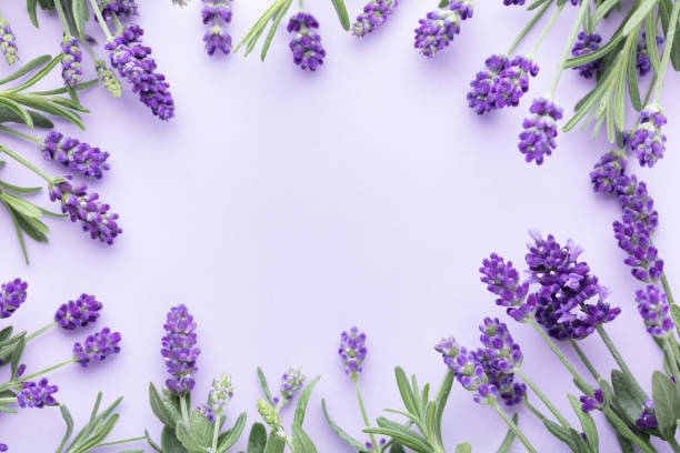 istock Flowers composition, frame made of lavender flowers on pastel background. 1411075250