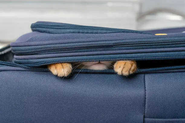 Photo of Close-up of a Bengal cat hiding in a suitcase.
