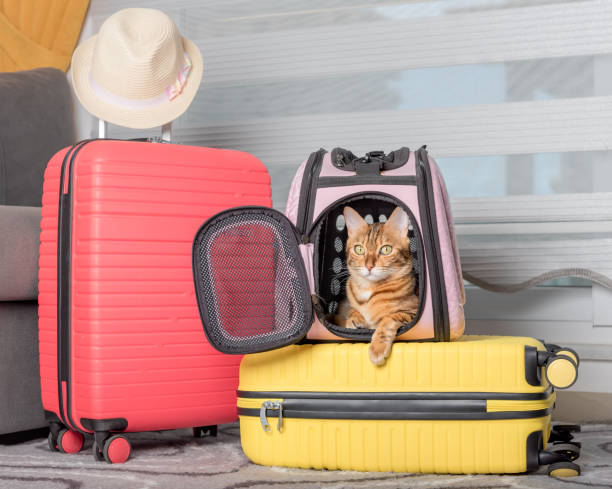 istock Cute bengal cat, suitcase and pet carrier indoors. 1411075789