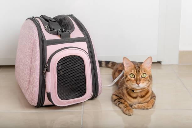 istock Bengal cat on a leash next to a carrying bag 1411075792