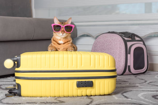 istock Cute bengal cat, suitcase and pet carrier indoors. 1411075802