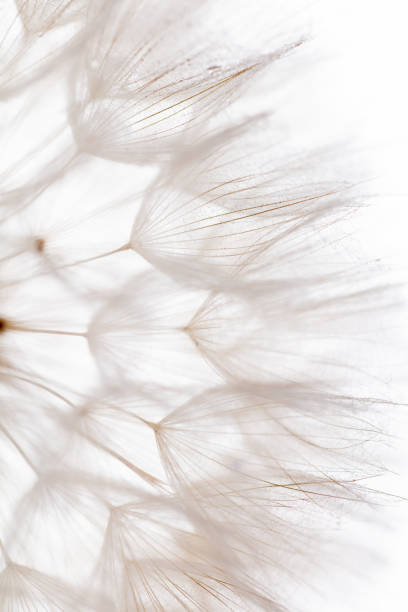 istock Abstract dandelion macro flower background. Seed macro closeup. Soft focus 1411076084