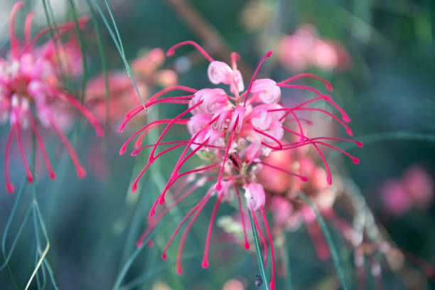 Spider lily lycoris radiata flowers blooming on blurred nature in spring.