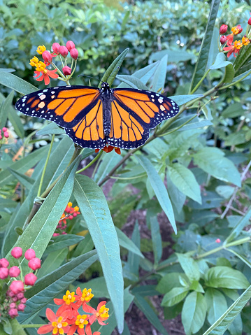 Magnificent Monarch butterfly is on a milkweed plant in a tropical garden.