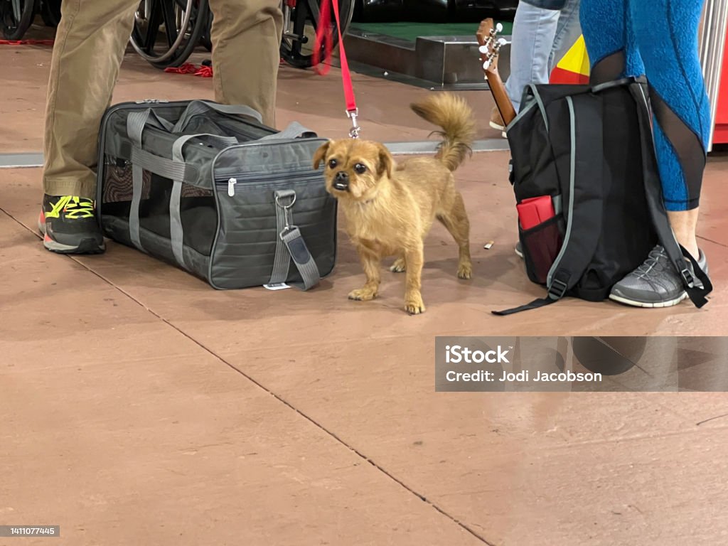 Traveling with a Dog Passenger with a dog is waiting to board a plane. The dog is not in their carrier yet. Airport Stock Photo
