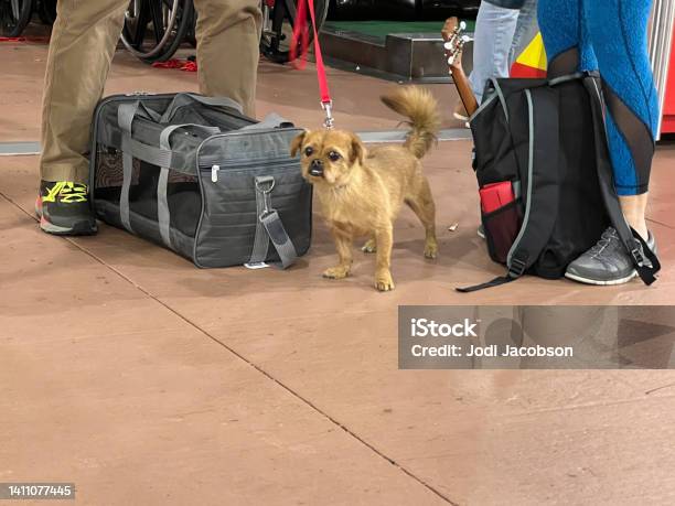 Traveling With A Dog Stock Photo - Download Image Now - Airport, Dog, Air Vehicle