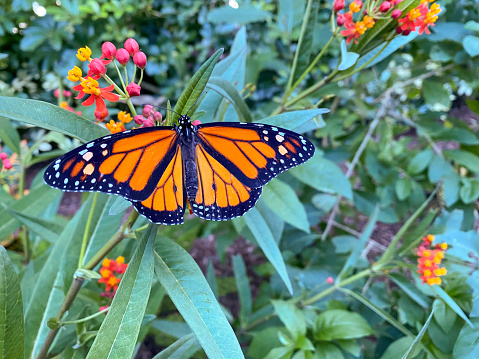 Magnificent Monarch butterfly is on a milkweed plant in a tropical garden.