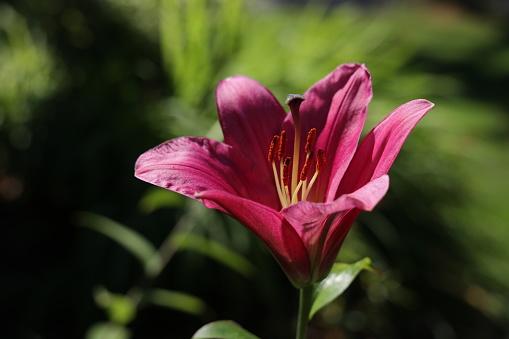 Beautiful brightly colored yellow and red flower closeup in forest